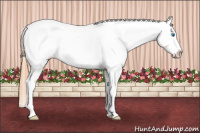 Horse Color:Red Dun Splash Appaloosa 
