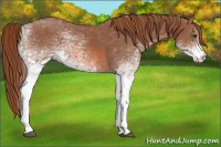 Horse Color:White Spotted Chestnut 