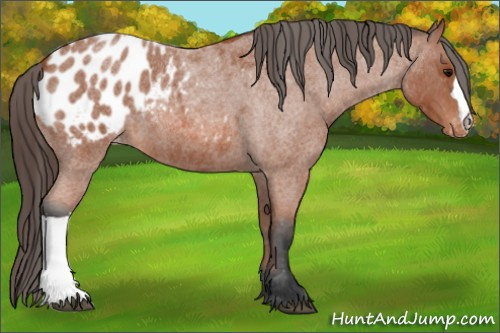 Horse Color: Bay Roan Blanket 