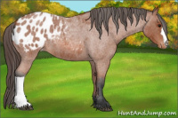 Horse Color:Bay Roan Appaloosa