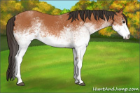 Horse Color:White Spotted Bay