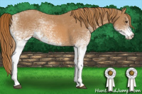 Horse Color:White Spotted Chestnut 