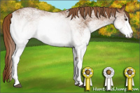 Horse Color:White Spotted Chestnut 