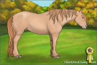 Horse Color:Gold Champagne 