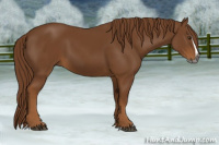 Horse Color:Gray Chestnut Splash 