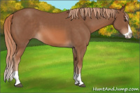 Horse Color:Chestnut Splash