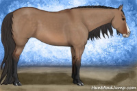 Horse Color:Bay Dun Splash 