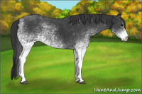 Horse Color:White Spotted Black