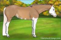 Horse Color:Chestnut Splash 