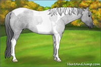 Horse Color:Blue Roan Tobiano