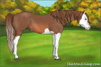 Horse Color:Chestnut Splash