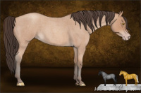 Horse Color:Amber Champagne Roan 