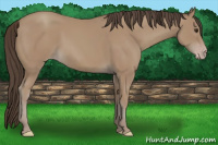 Horse Color:Classic Champagne Rabicano