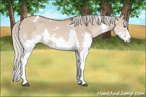 Horse Color: White Spotted Silver Brown Dun Splash 
