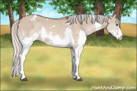 Horse Color:White Spotted Silver Brown Dun Splash 