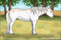 Horse Color:Silver Sable Champagne Dun Splash Frame