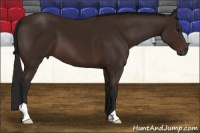 Horse Color:Gray Bay 