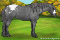 Horse Color:Brown Appaloosa 