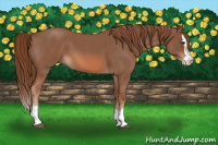 Horse Color:Red Roan Splash