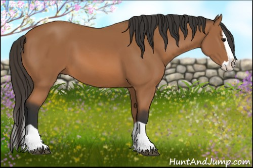 Horse Color: Bay Splash 