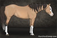 Horse Color:Bay Dun Splash 