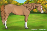 Horse Color:Chestnut Splash 