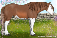 Horse Color:Chestnut Splash 