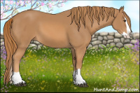 Horse Color:Chestnut Splash 