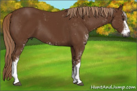 Horse Color:Gray Chestnut Sabino 