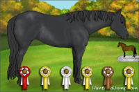 Horse Color:Black Rabicano 