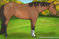 Horse Color:Bay Tobiano Rabicano 