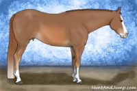 Horse Color:Chestnut Splash 