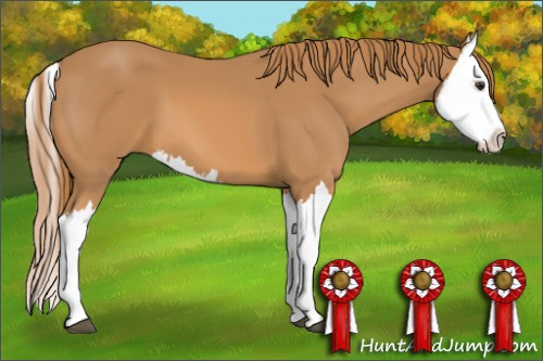 Horse Color: Chestnut Splash 