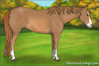 Horse Color:Chestnut Splash 