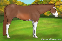 Horse Color:Chestnut Sabino