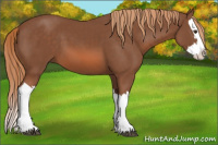 Horse Color:Chestnut Splash 