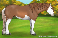 Horse Color:Chestnut Splash 