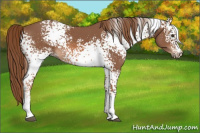 Horse Color:White Spotted Chestnut 
