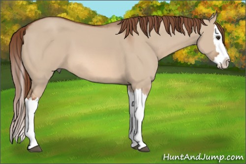 Horse Color: Red Dun Splash 