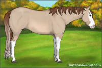 Horse Color:Red Dun Splash