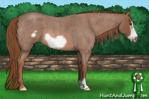 Horse Color: Liver Red Roan Frame 