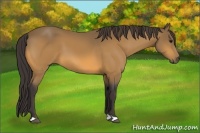 Horse Color:Buckskin 
