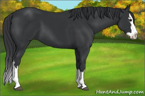 Horse Color: Black Splash 