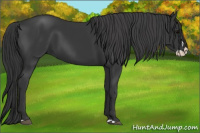 Horse Color:Black Splash