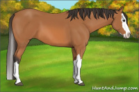 Horse Color:Bay Splash 