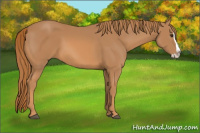Horse Color:Chestnut Splash 