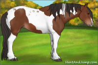 Horse Color:Bay Tobiano 