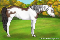 Horse Color:Bay Splash Frame
