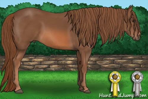 Horse Color: Liver Chestnut 