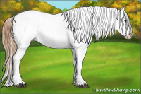 Horse Color:Chestnut Blanket 